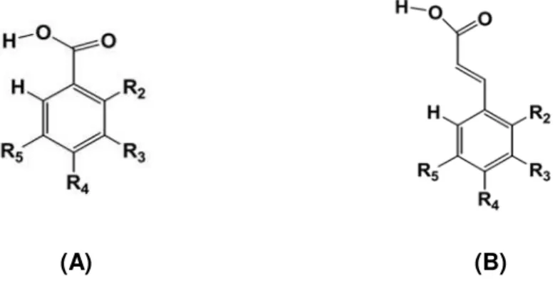 Figura 1.2 - Estrutura geral dos ácidos fenólicos: (A) Estrutura geral dos ácidos hidroxibenzóicos e (B)  Estrutura geral dos ácidos hidroxicinâmicos (Gomes, 2010)
