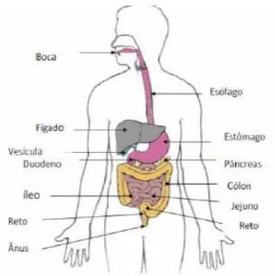 Figura 1.5 - Sistema digestivo humano, incluindo o trato gastrointestinal e  órgãos anexos (Giori, 2010)