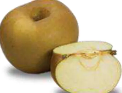 Figura 1.6 - Aspecto da maçã Reineta. 