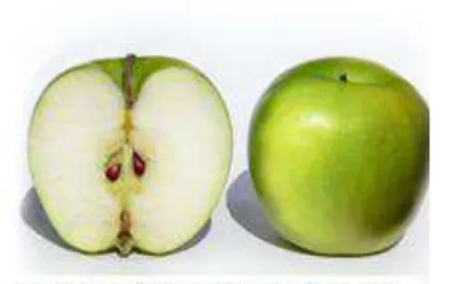 Figura 1.7 - Aspecto da maçã Granny Smith 