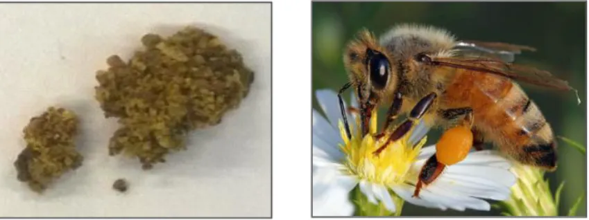 Figura 3.1 – Imagem representativa de própolis e abelha da espécie Apis melífera. 