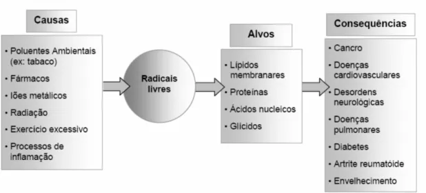 Figura 1.4.  Principais causas, alvos e consequências da acção dos radicais livres no organismo humano  (FERREIRA &amp; ABREU, 2007).