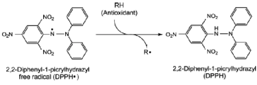 Figura 2.5 - Reação de desativação do radical DPPH •  (MOON &amp; SHIBAMOTO, 2009). 