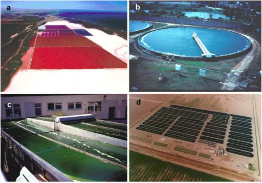 Figure   2.1:   Aerial   photographs   of   different   open   pond   designs.   a)   Extensive   unstirred   ponds   located   at    Hutt    Lagoon,    Western    Australia    used    for    culturing    Dunaliella    salina    (pond    area    &gt;    20