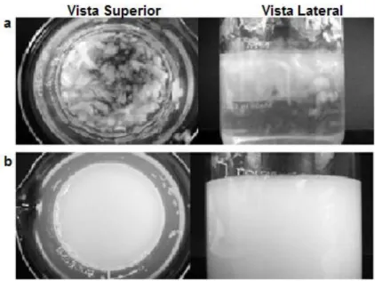 Figura 7 - Imagens de dispersões  de  goma xantana em água destilada (75% (p/p))  a)  goma  xantana,  não-processada  e  b)  goma  xantana  extrudida  (dispersões  preparadas misturando com uma colher durante 10s)