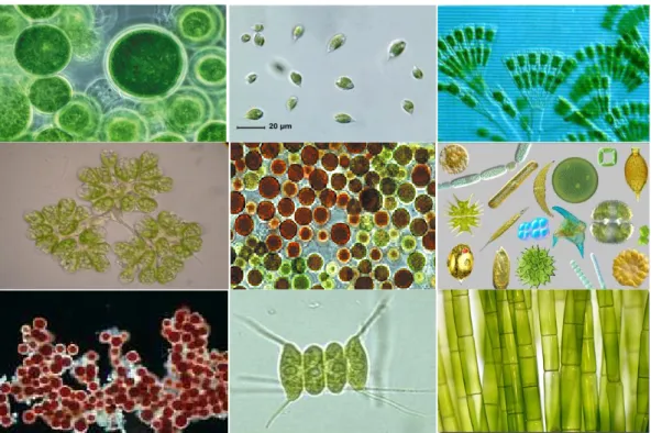 Figura  1.1  –   Diferentes  espécies  de  microalgas  que  mostram  a  variedade  fenotípica  deste  grupo  de  microrganismos (Marques et al., 2013)