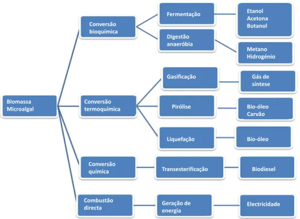 Figura  1.3  –   Produção  de  energia  através  da  conversão  de  biomassa  microalgal  usando  processos  bioquímicos, termoquímicos, químicos e de combustão directa (adaptado de Wang et al., 2008)
