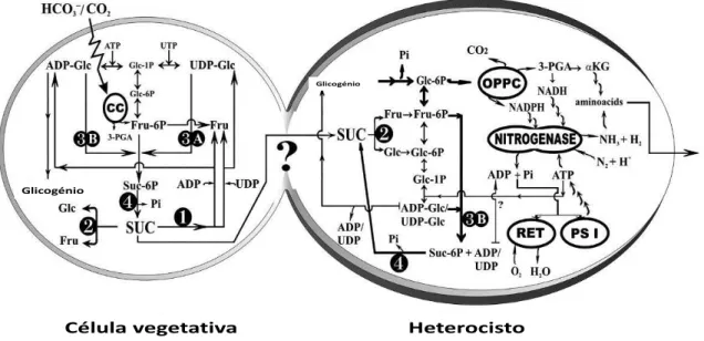 Figura  1.7  -  Esquema  genérico  da  fotossíntese  nas  células  vegetativas  e  produção  de  hidrogénio  pelo  mutante  Anabaena  sp