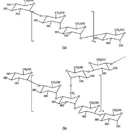 Figura 1.4 Estrutura molecular da amilose (a) e da amilopectina (b) (Fonte: Corradini et al., 2005).