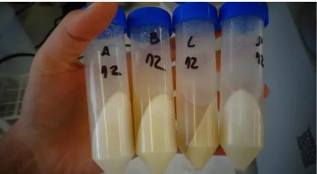 Figura 1.9 Tubos com solventes e amostra de farinha após centrifugação. 