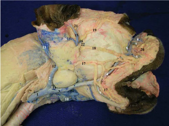 Figura 3 - Inervação e vascularização da região superficial da cabeça de cão braquicefálico 
