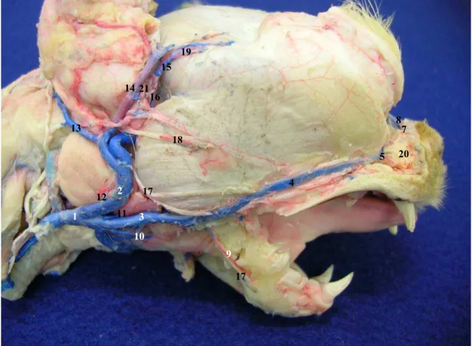 Figura 4 - Inervação e vascularização da região superficial da cabeça de gato