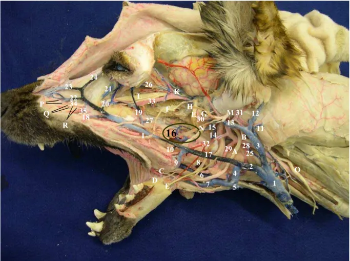 Figura 5 - Inervação e vascularização da região profunda da cabeça de cão dolicocefálico 