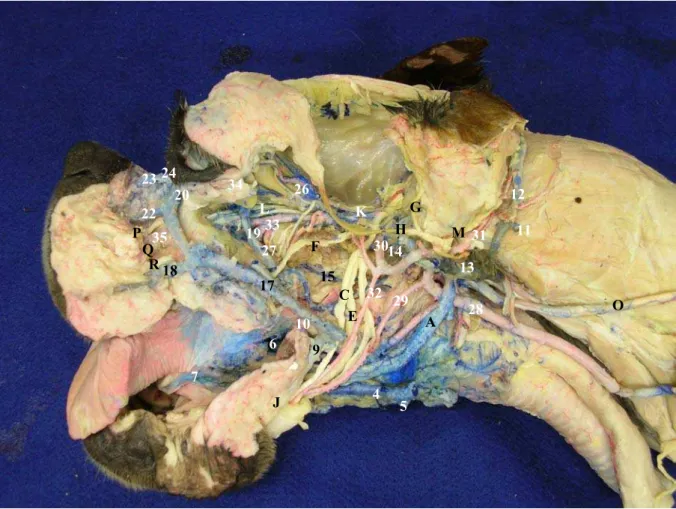 Figura 7 - Inervação e vascularização da região profunda da cabeça de cão braquicefálico 