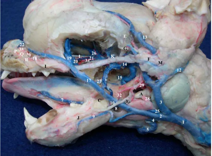 Figura 8 - Inervação e vascularização da região profunda da cabeça gato