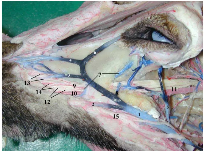 Figura 9 - Inervação e vascularização da região maxilar de cão dolicocefálico 