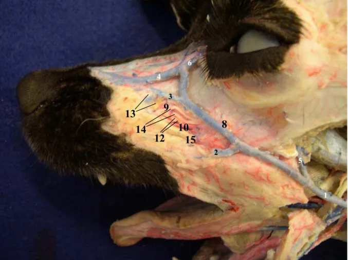 Figura 10 - Inervação e vascularização da região maxilar de cão mesocefálico 