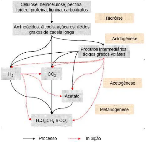 Figura 3.1 - Sequências metabólicas e grupos envolvidos na digestão anaeróbia dos  resíduos sólidos