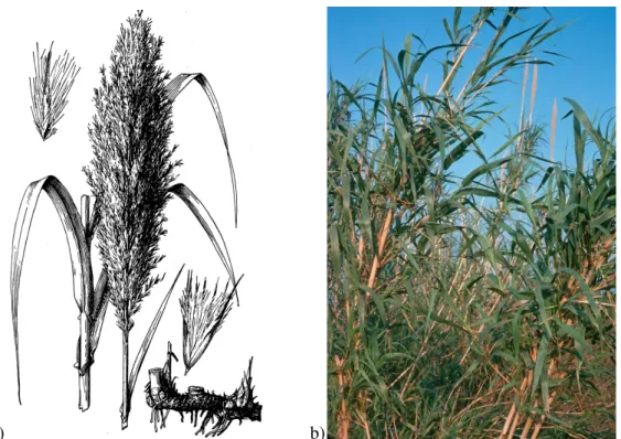 Figura 3.1. Arundo donax. a) Representação esquemática (Hitchcock, 1950). b) Representação fotográfica