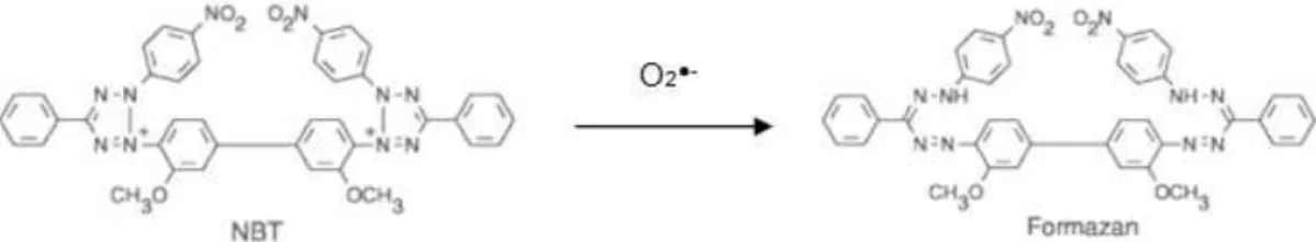 Figura 2.4 – Reação do NBT 2+  com o radical anião superóxido (O 2 ●- ) dando origem a um diformazano 