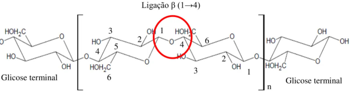 Figura 2.1- Estrutura simplificada do polímero de celulose, formado por unidades consecutivas de glicose  com ligações β-1,4, que lhe conferem uma estrutura linear