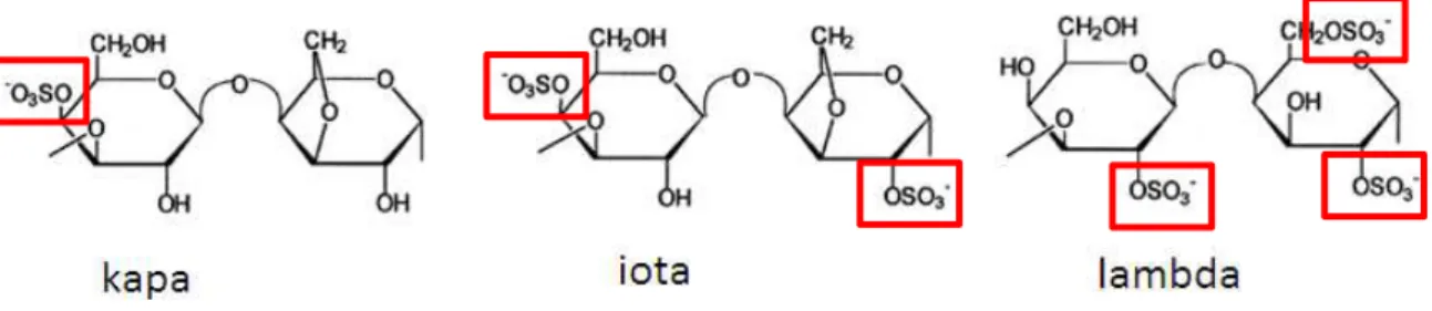 Figure 2.7- Composição química das carrageninas kapa, iota e lambda. Estes polímeros  diferem na quantidade de grupos substituintes sulfato, estes estão presentes em maior número  em lambda, seguindo-se o tipo iota e por fim as carrageninas do tipo kapa qu