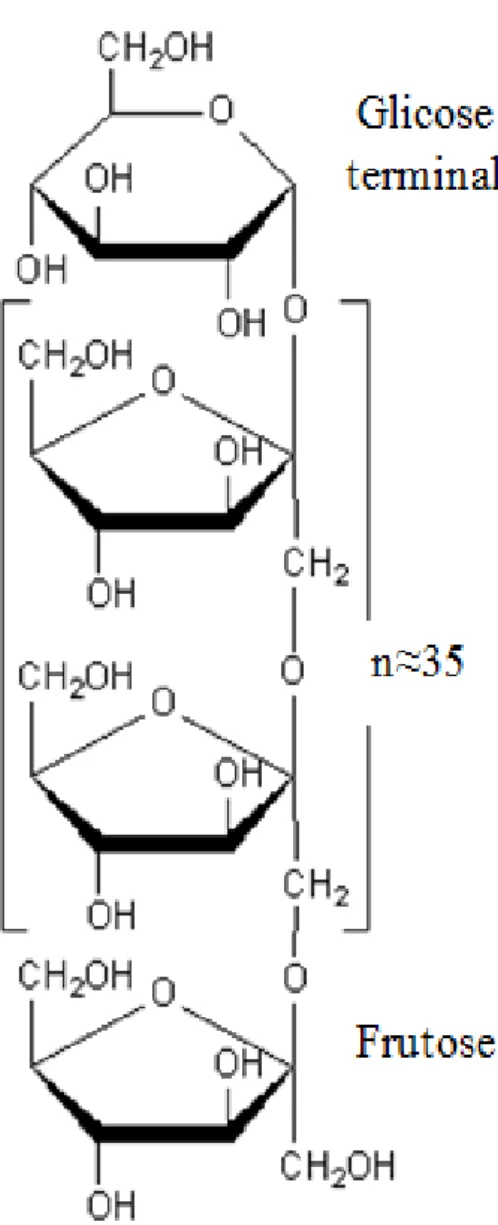 Figura 2.8- Representação simplificada da estrutura  molecular da inulina. Modificado de: 