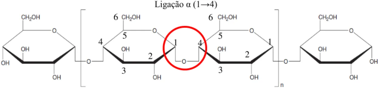 Figura 2.9 Representação da estrutura molecular da amilose, polímero de unidades de glicose unidos por  ligações glicosídicas do tipo α-1,4