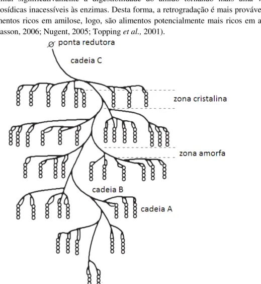 Figura  2.10-  Representação  esquemática  da  molécula  de  amilopectina.  A  amilopectina  é  uma  molécula de grande dimensão, com zonas de estrutura cristalina e zonas de estrutura amorfa