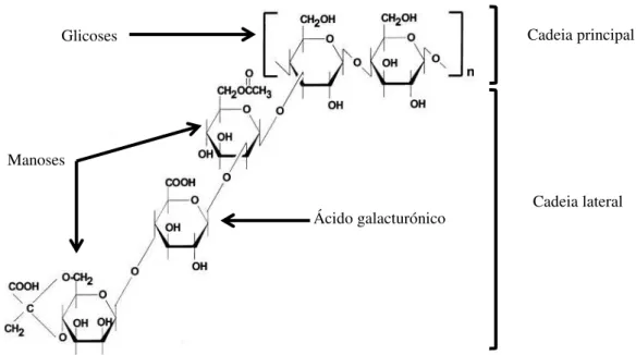 Figura 2.11- Representação esquemática da estrutura da goma de xantana, apresentando a cadeia lateral  ligada  a  uma  glicose  da  cadeia  principal,  a  cadeia  lateral  é  formada  por  duas  unidades  de  manose  intercaladas  por  um  ácido  galacturó