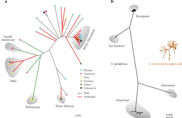 Figure 1.3 | S. cerevisiae and S. paradoxus phylogenomics. Whole-genome phylogenetic trees of (a) S