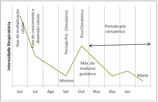 Fig.  1.3.  –  Danos  causados  pelo  CO 2   na  Golden  Delicious. 21% de O 2  e 15% CO2 durante 4 ½ meses 