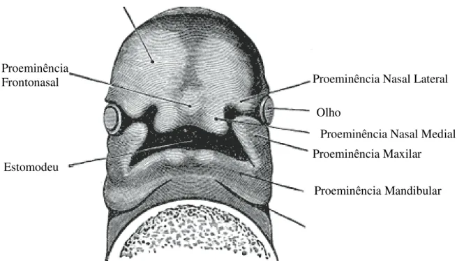 Figura  2.1  -  A  imagem  representa  as  proeminências  faciais  responsáveis  pelo  desenvolvimento da região bucomaxilofacial 