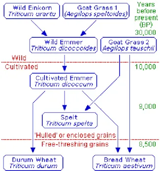 Fig. 1.2 - The evolution of wheat.  [1]