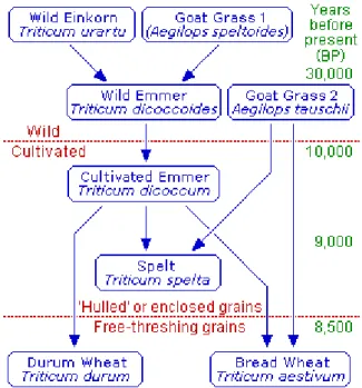 Fig. 1.2 - The evolution of wheat.  [1]