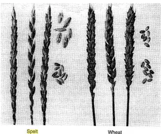 Fig  .1.3-  Differences  between  spelt  and  wheat.  From  Campbell, 1997. 