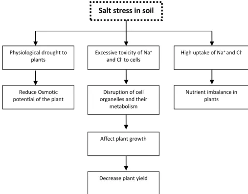 Fig. 1.5 - Effects of saline soil on plants. Adapted from Evelin et al., 2009. 