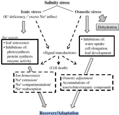Fig.  1.8  – A  schematic  summary  of  the  stresses  that  plants  suffer  under  high  salinity  growth  condition and the corresponding responses that plants use in order to survive these detrimental  effects