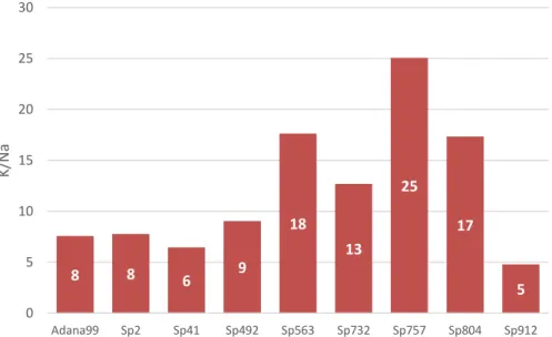 Fig. 3.3 - K/Na ratio from all genotypes tested from the first experience under salt stress  conditions