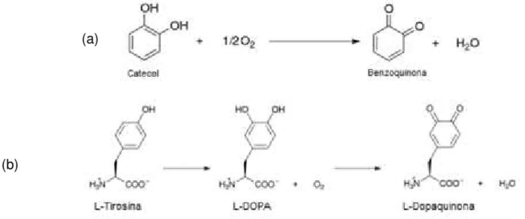 Figura 1.9: Reações que ocorrem na presença das enzimas: catecol oxidase (a) e tirosinase (b)