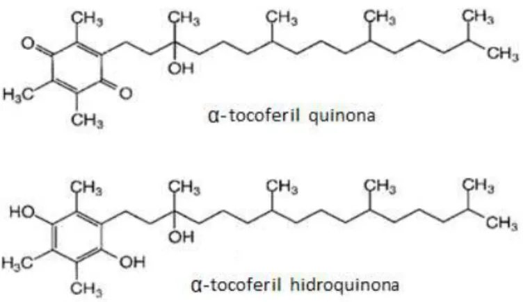 Figura 2.7 Estrutura química dos metabolitos: α-tocoferil quinona e α-tocoferil hidroquinona (Adaptado de: 