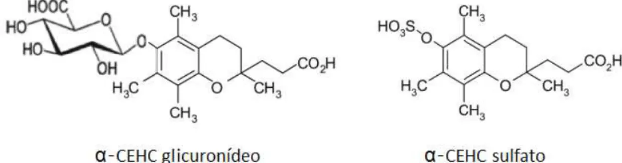 Figura 2.9 Estrutura química do metabolito urinário α-CEHC conjugado com ácido glucorónico e  conjugado com sulfato (Adaptado de: Sharma et al., 2013)
