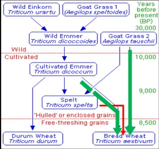 Fig. 1.1  –  The evolution of wheat from the prehistoric Stone  Age grasses to modern macaroni wheat and bread wheat  [1] 