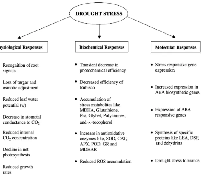 Fig. 1.5 - Physiological and molecular basis of drought stress tolerance. From Oliveira et al., 2013