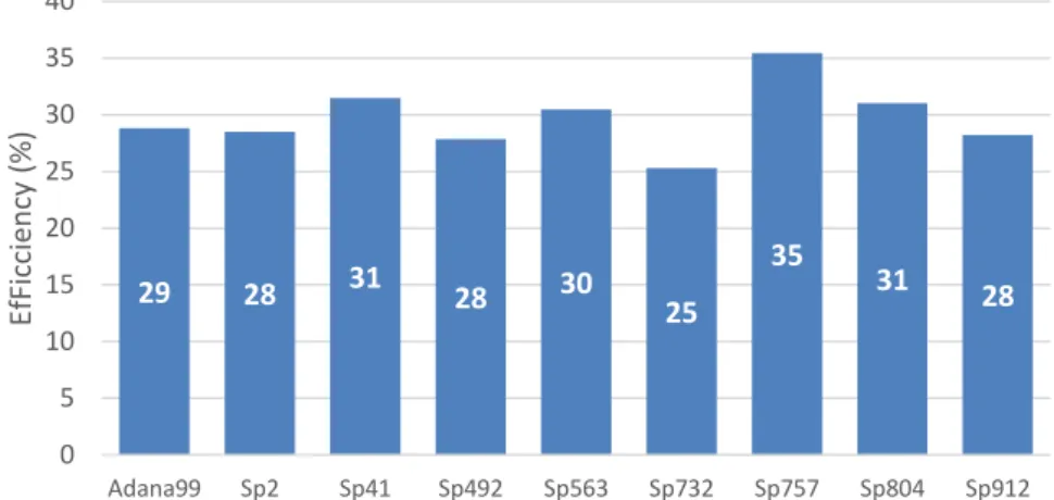 Fig. 3.2  –  K/Na ratio from all genotypes tested from the first experiment under drought stress and control  conditions