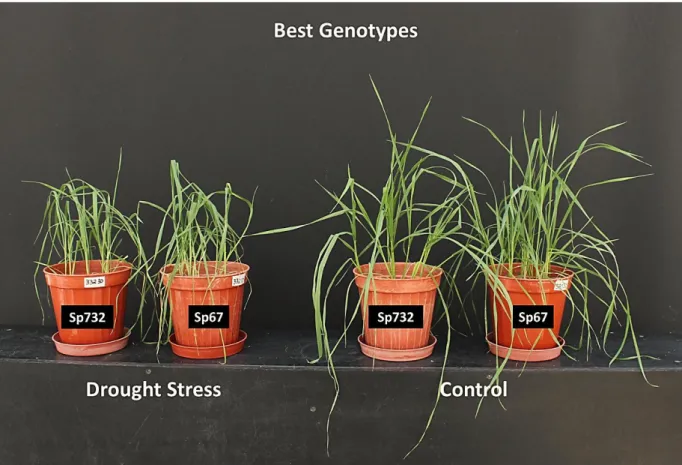 Fig. 3.8  –  Comparison of the best genotypes under drought stress with the respective controls