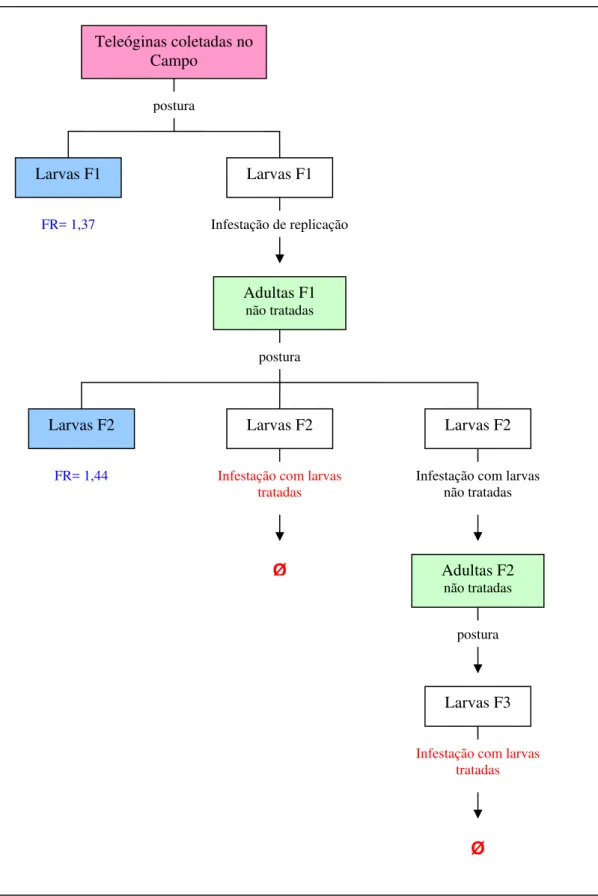 Figura 7 – Experimento sobre seleção de Rhipicephalus (Boophilus) microplus, cepa  Piquete, resistente à ivermectina segundo tratamento das larvas