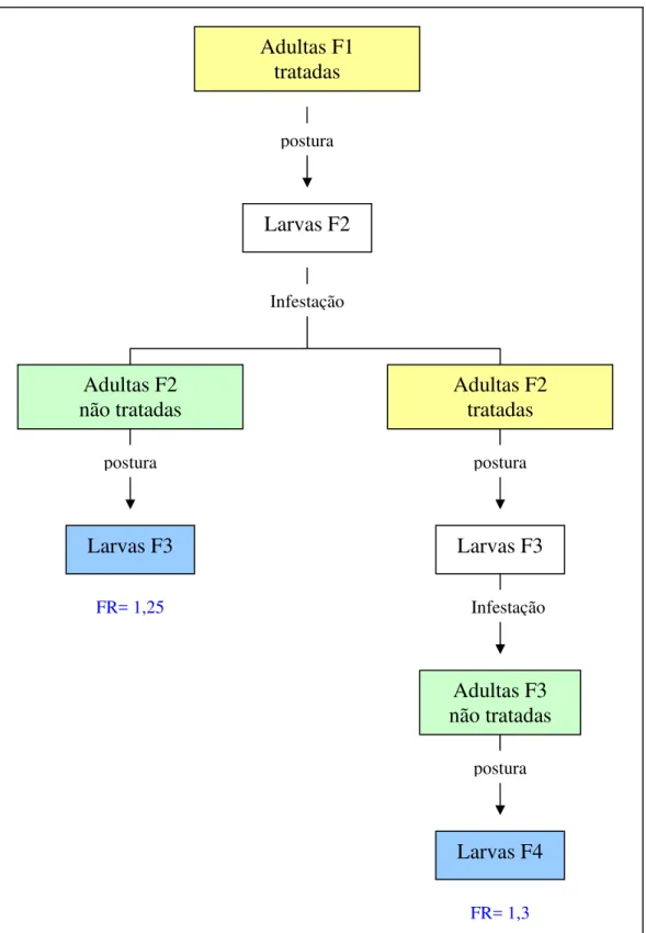 Figura 8 – Experimento sobre seleção de R. (B.) microplus, cepa Piquete, resistente à  ivermectina segundo tratamento das adultas