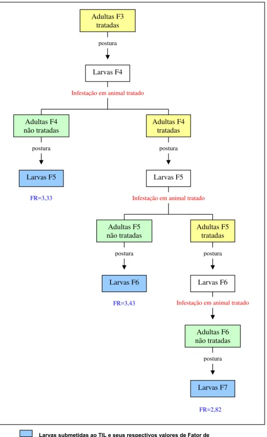 Figura 9 – Experimento sobre seleção de R. (B.) microplus, cepa Piquete, resistente à  ivermectina segundo tratamento das adultas e do hospedeiro