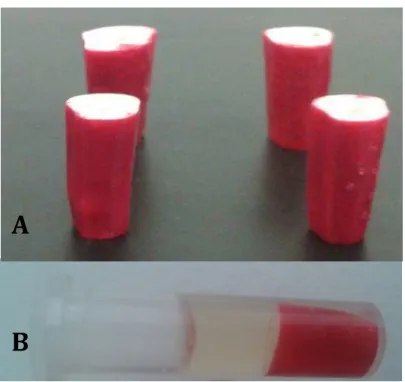 Figura  13:  (A)  Cilindros  de  dentina  radicular  bovina.  (B)  Cilindros  de  dentina  armazenados  em  Eppendorf com BHI